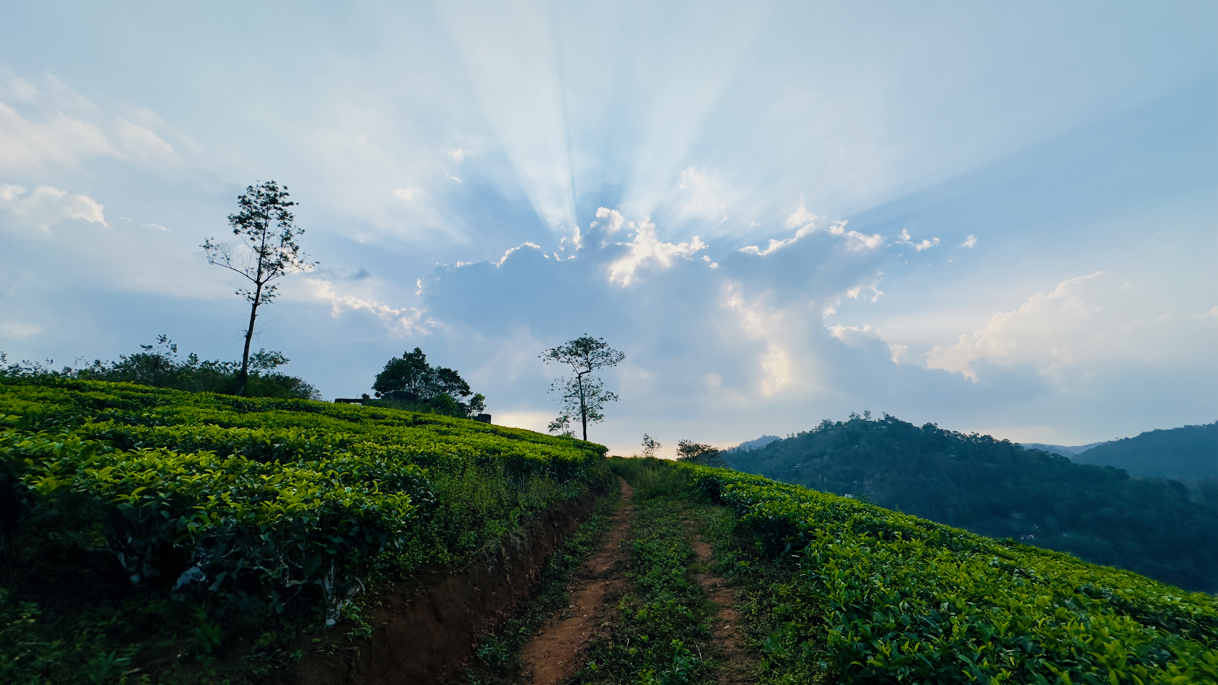 Radiance Amidst the Green Tea Fields