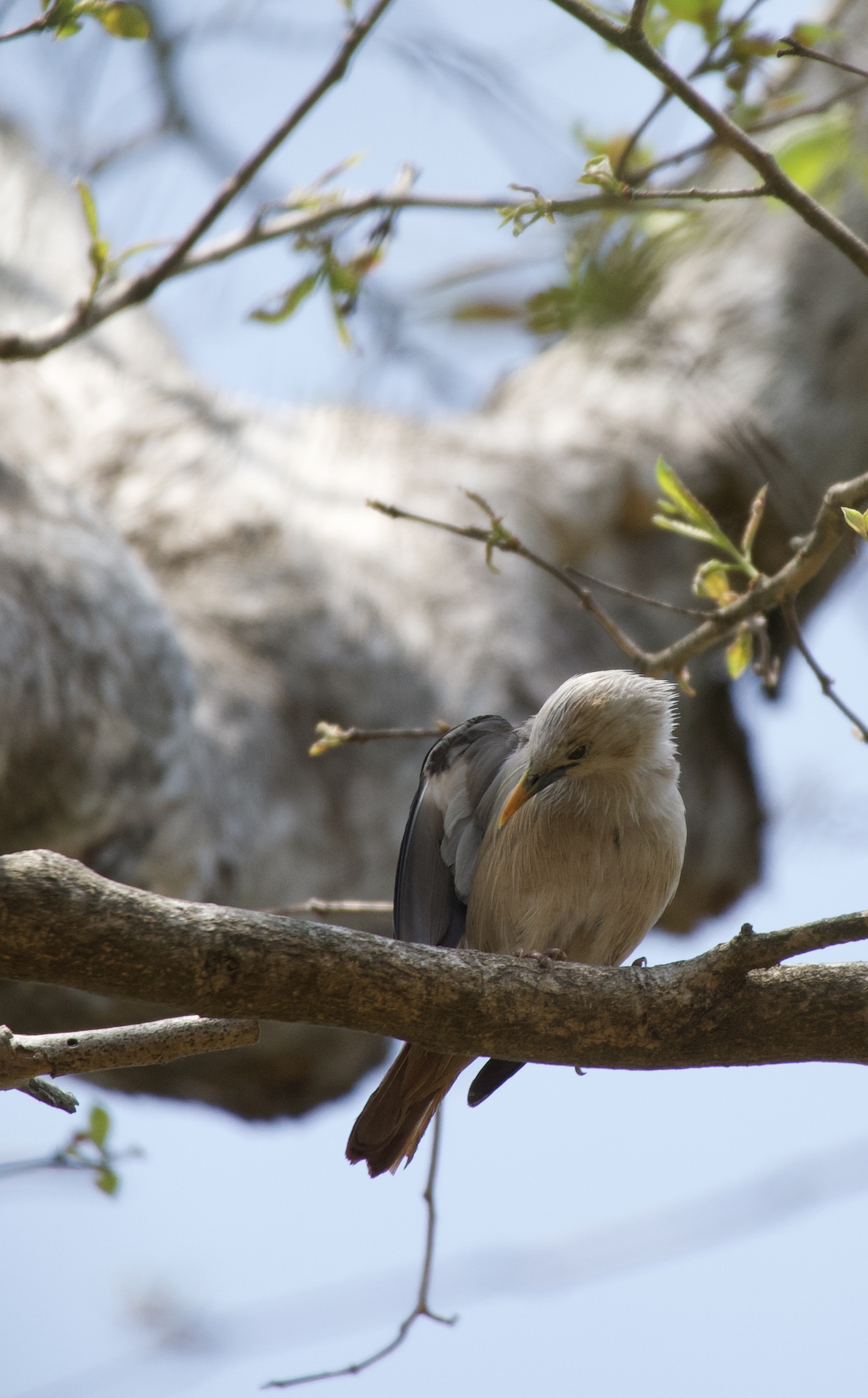 A Chestnut-tailed Starling at Rest