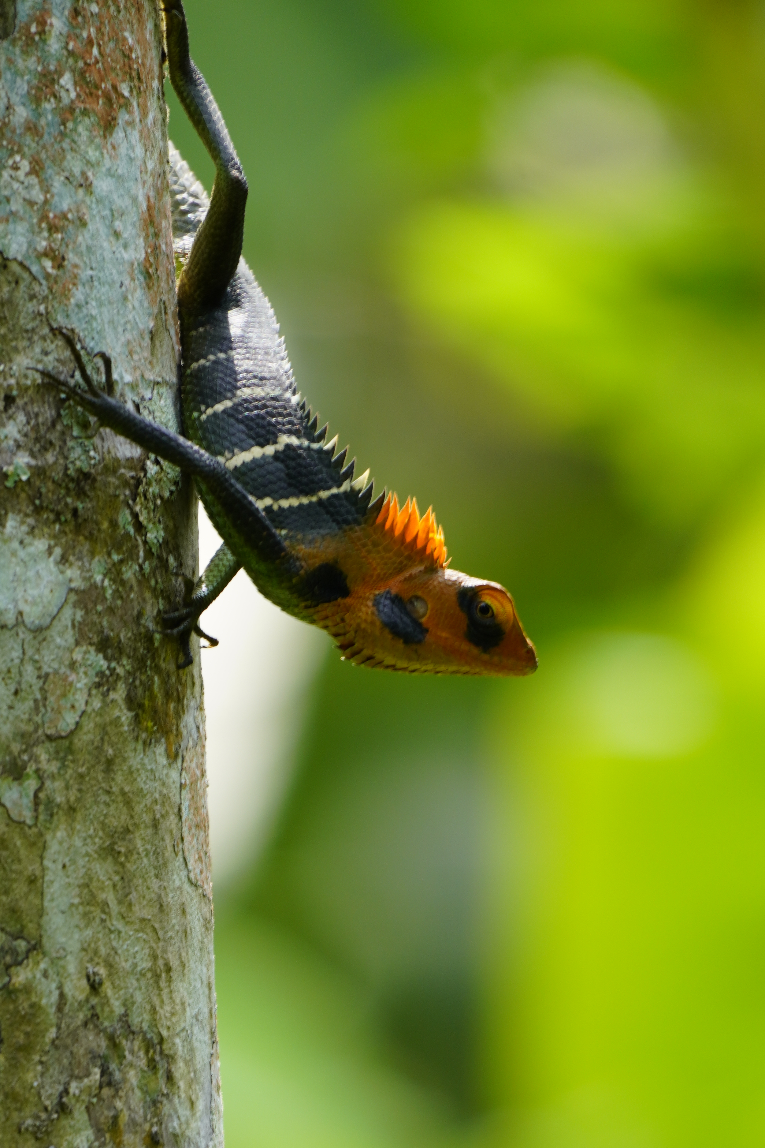 Crimson Crest: Portrait of a Red-Headed Gecko