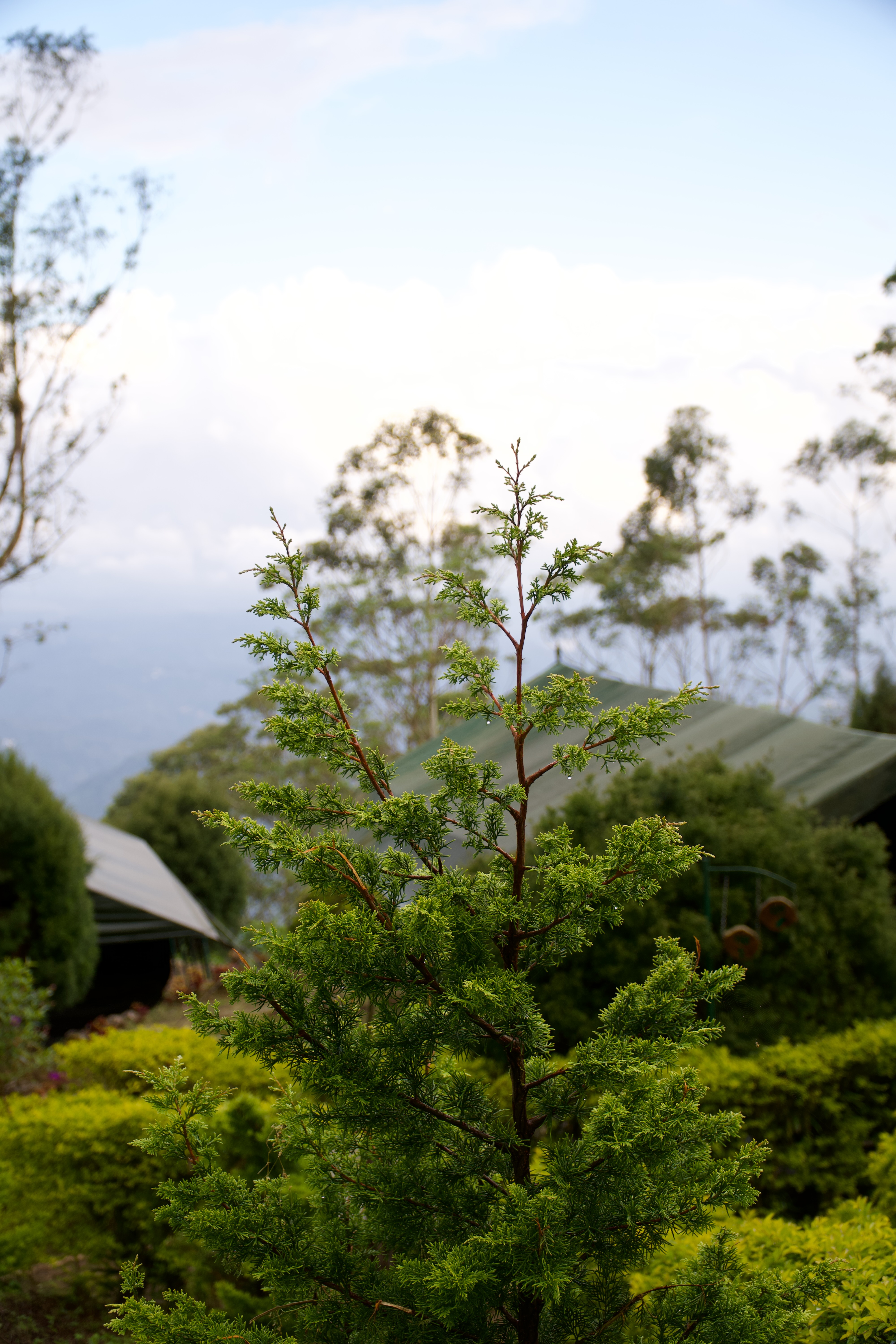 Fresh Growth in the Hills