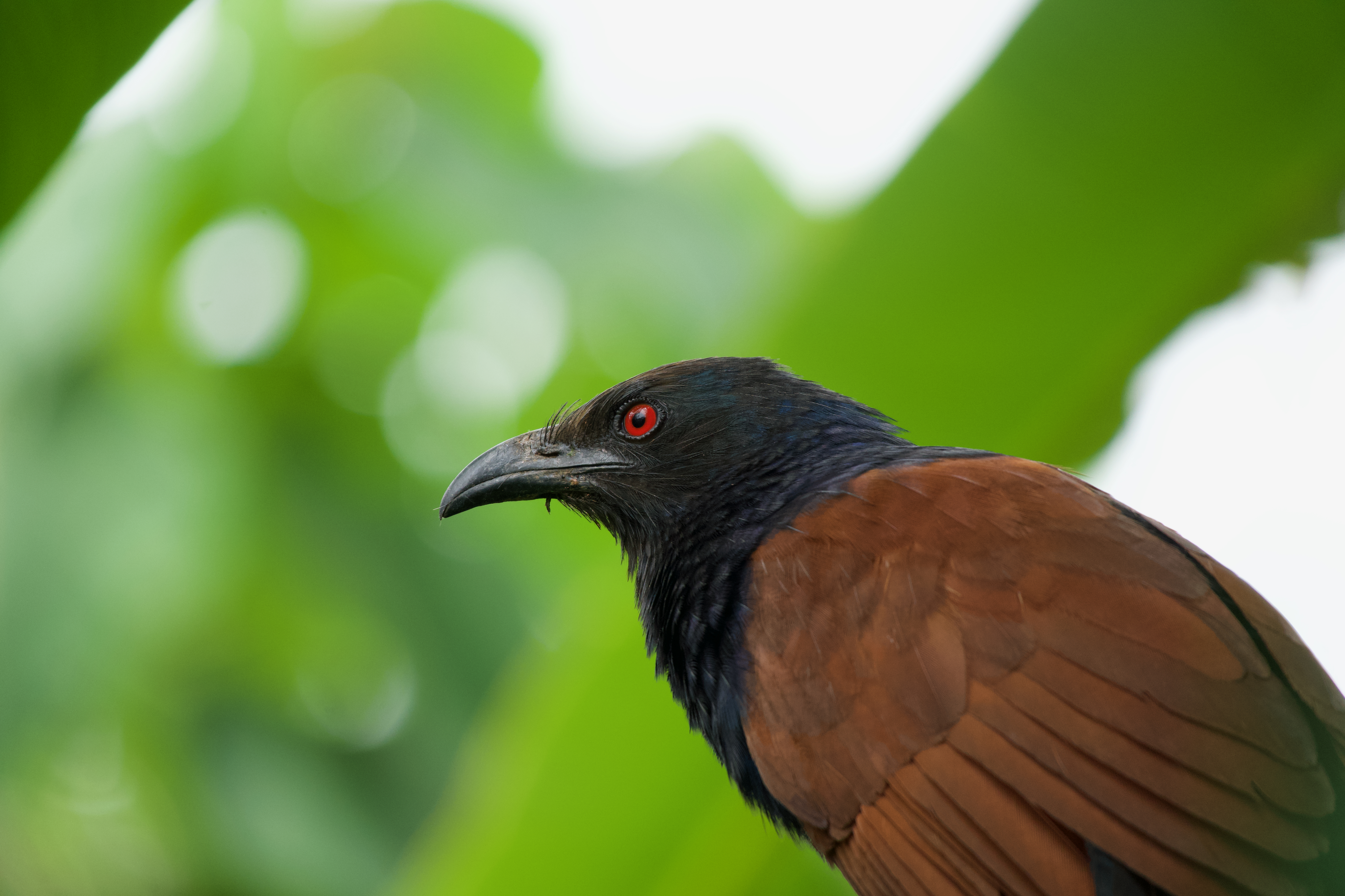 Fiery red eyes