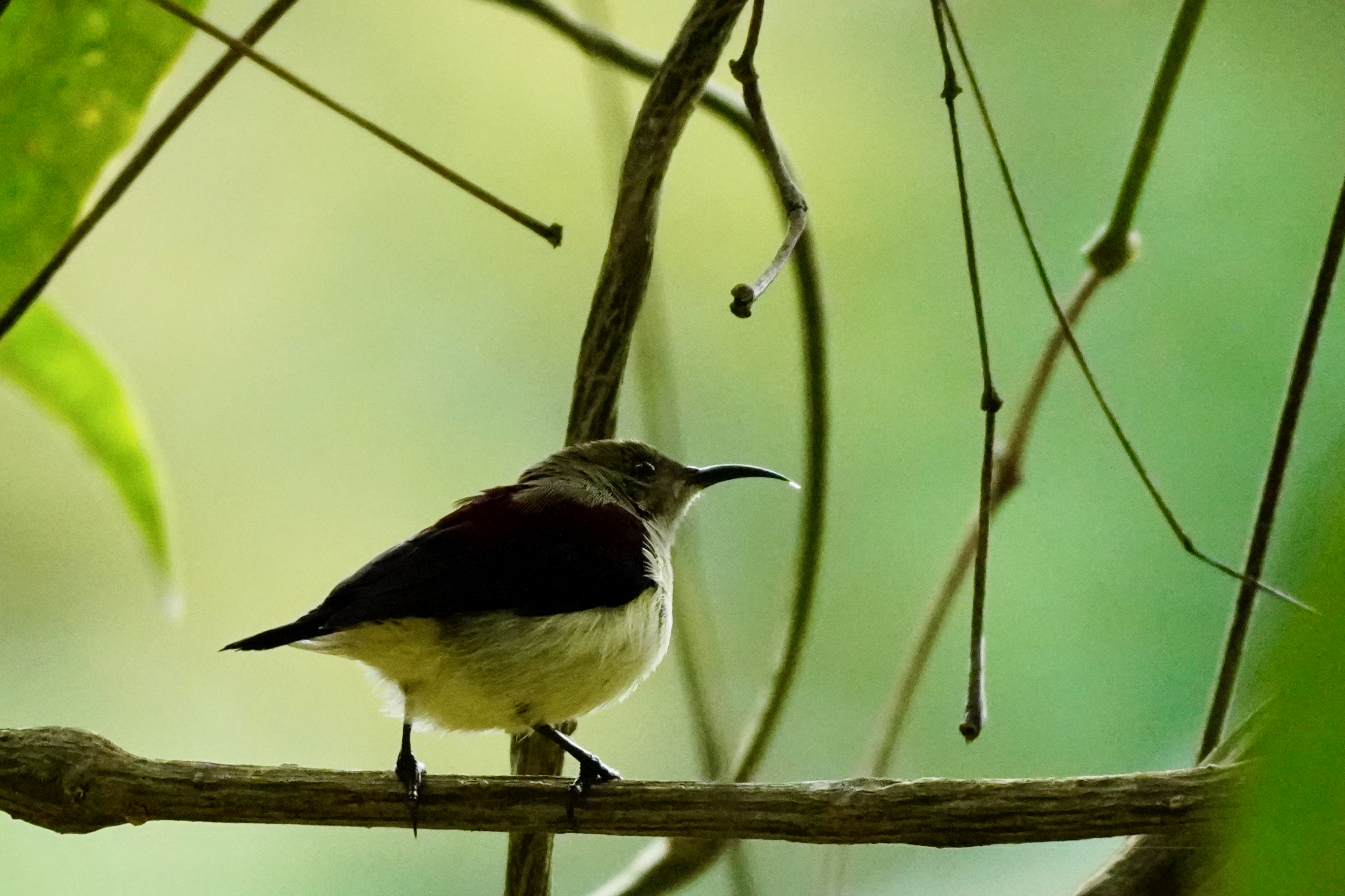 Humming Bird