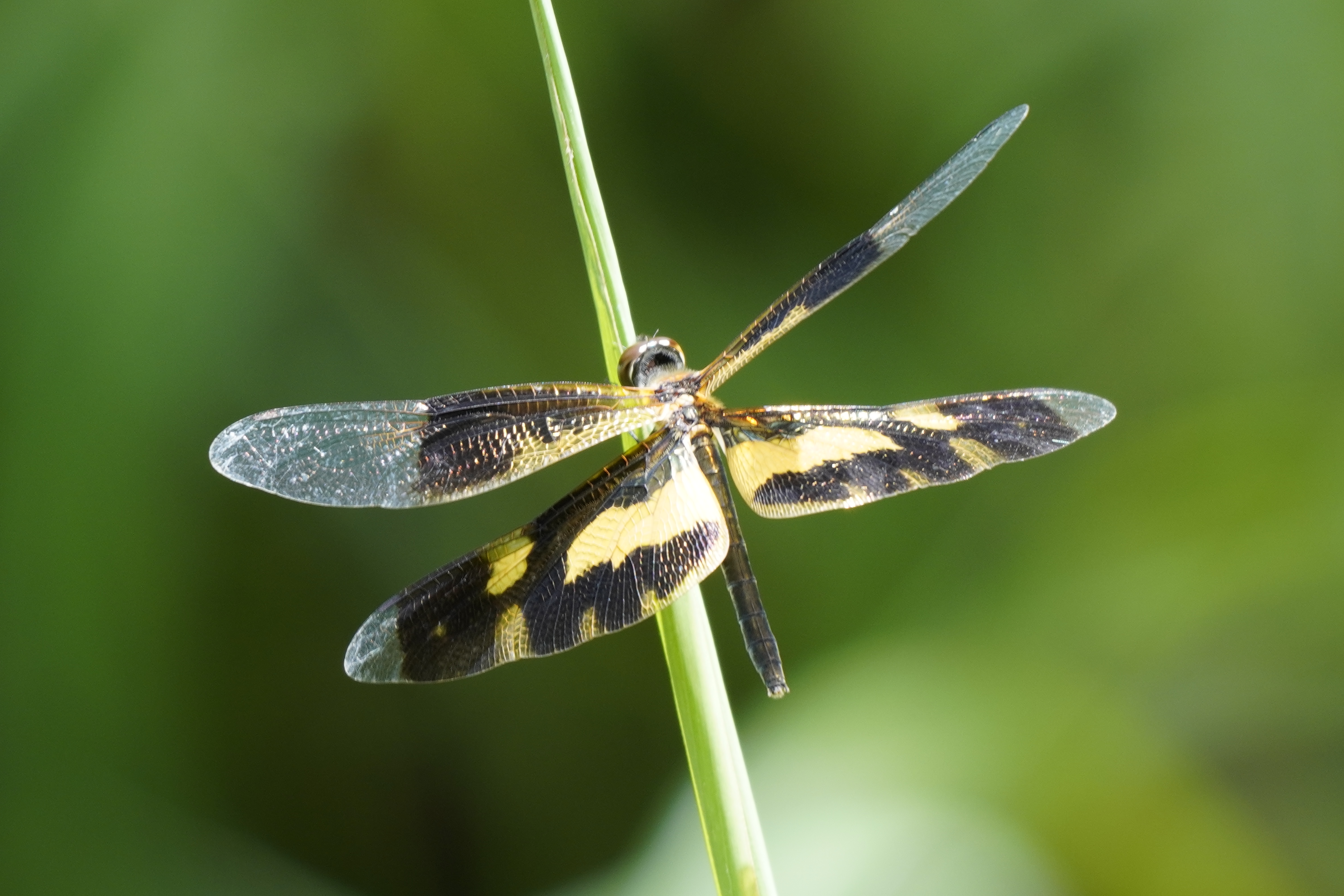 The Palette of a Dragonfly