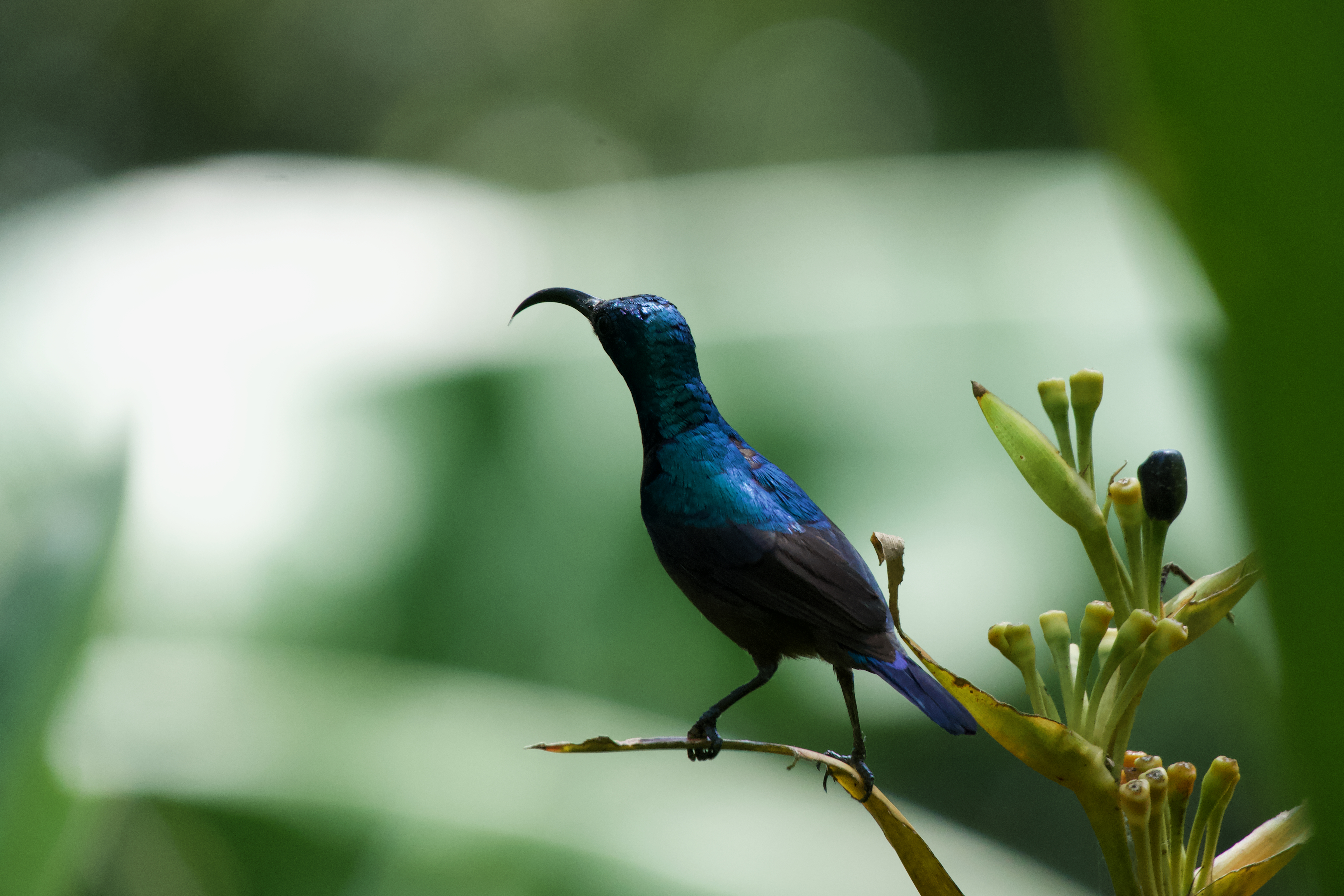The Blue Hummingbird's Pause