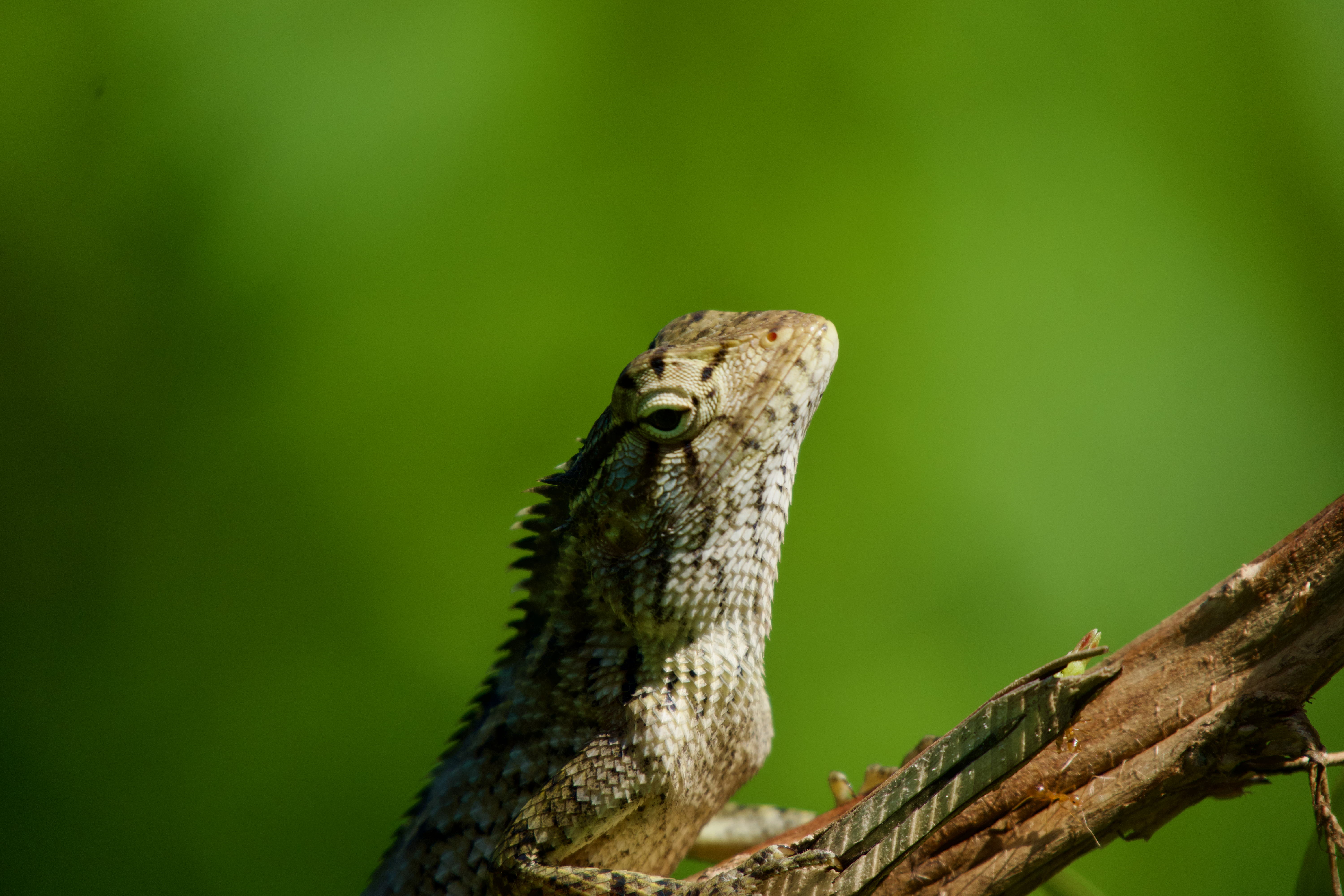 A gecko